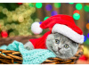 АЛМАЗНАЯ МОЗАИКА 30*40 СМ КОТИК В КОРЗИНЕ 28ЦВ