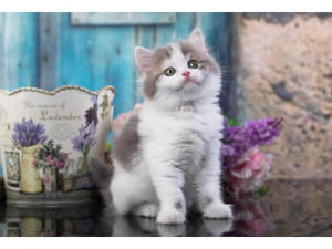 АЛМАЗНАЯ МОЗАИКА 20*30 СМ ЗЕЛЕНОГЛАЗЫЙ КОТИК